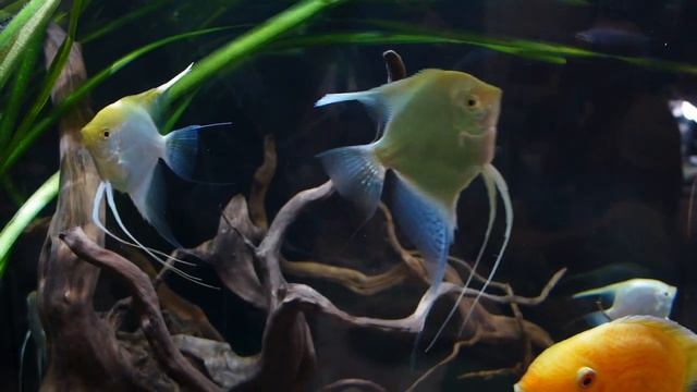 Скалярия голубая платина. смотреть онлайн