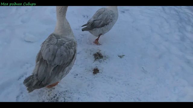 Курам наседкам дала яйца - пусть сами их делят. Неужели гусак Гошка стареет? Кот зовет меня домой! смотреть онлайн