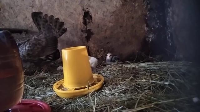 1 марта 2021 Борковская барвистая с цыплятами смотреть онлайн