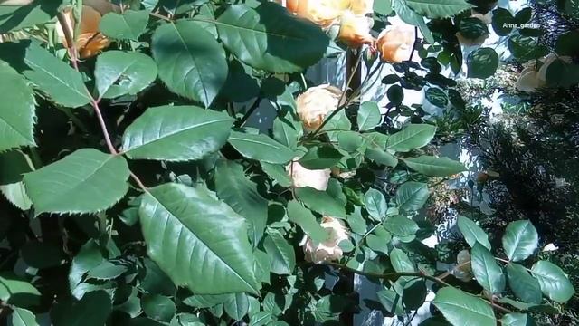 #розысад роза Сrown Princess Margareta® Austin Великобритания, 1999 Английские розы, июнь 2022 смотреть онлайн