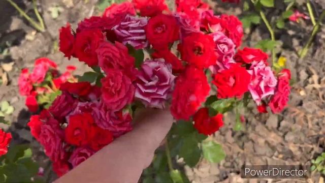 Обзор на спрей розы (кустовые розы). Обязаны быть в вашем саду!!! смотреть онлайн