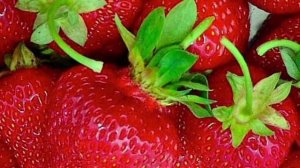 Клубника фриго сорт  Хоней.