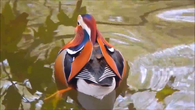 Мандаринка. Mandarin Duck
