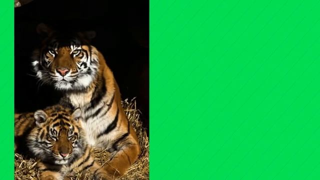 Endangered Big Cats - Big Cats for Kids смотреть онлайн