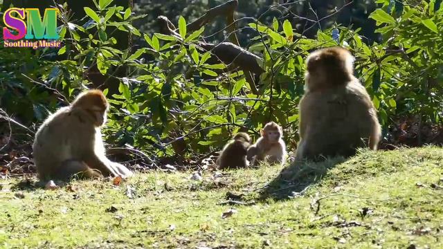 Очень красивая, освежающий видео и музыка жаркого дня! Вы только послушайте смотреть онлайн