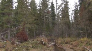 1 Серия Птица Копалуха на дороге, река Огня, вода Маленькая видно по пню, ручей Пихтовый к Сухой Пит