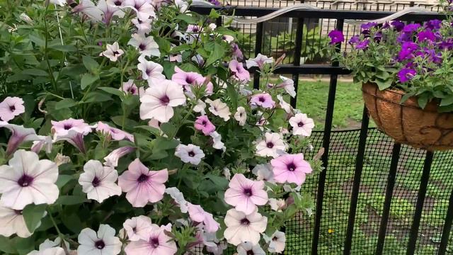 June Flower Container Tour смотреть онлайн