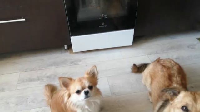 Собаки попрошайки смотреть онлайн