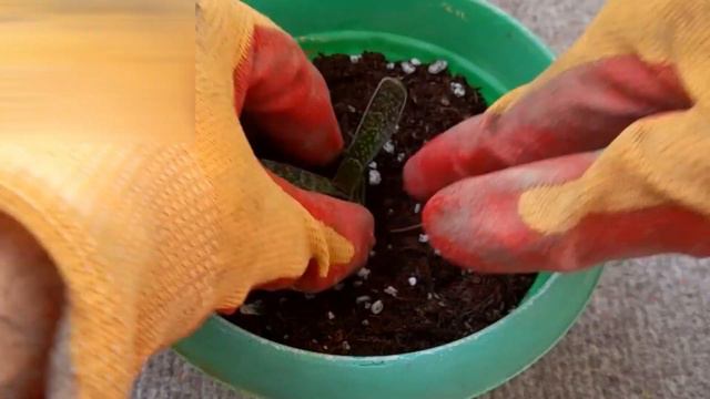 Easiest Way To Propagate Gasteria Carinata (Ox Tongue) Plant At Home