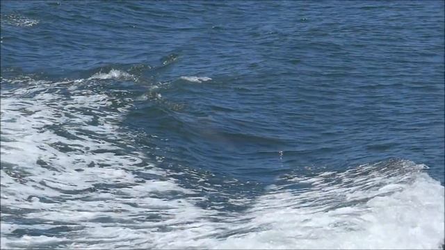 Дельфины!!Звуки природы!! смотреть онлайн