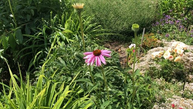 Heat And Drought Tolerant Plant: Echinacea Magnus