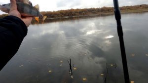 Тест нового спиннинга Спиннинг ZEMEX Extra S, от 0.3 гр до 3.5гр, 213см . Осенний микроджиг.