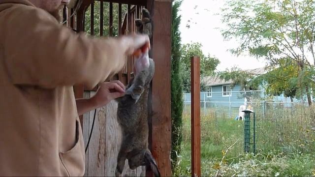 How to Slaughter, Skin, Gut, and Butcher a Meat Rabbit. Clean and process a rabbit. смотреть онлайн