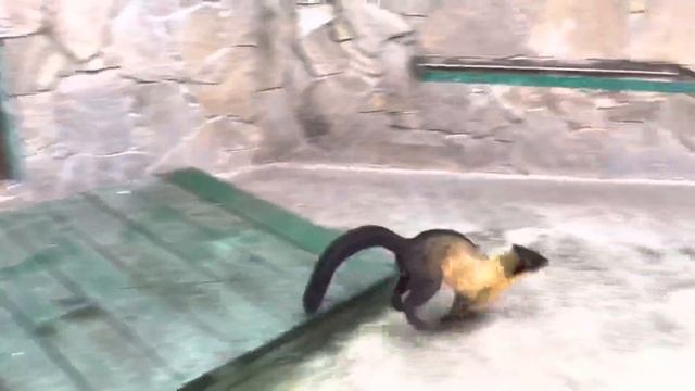 Знакомьтесь, КРАСАВИЦА ХАРЗА!