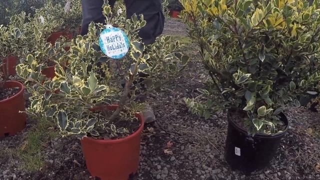 #TreeTipTuesday - Ilex aquifolium 'Variegata' | Ilex X meserveae 'Honey Maid' смотреть онлайн