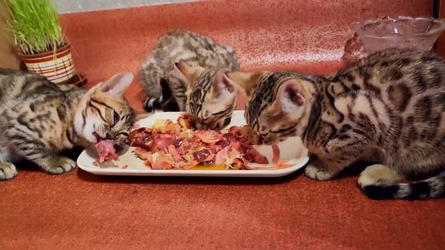 Видотипичное натуральное питание для котят бенгалов / Чем кормить бенгала смотреть онлайн