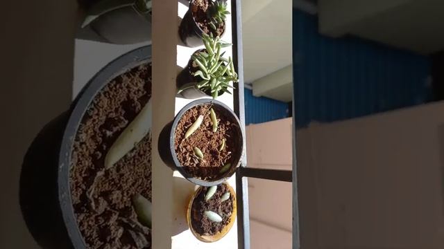 My new Succulent collections.. Sedum Adolpii/Golden Sedum, Crassula 'Springtime' #succulents #sedu смотреть онлайн