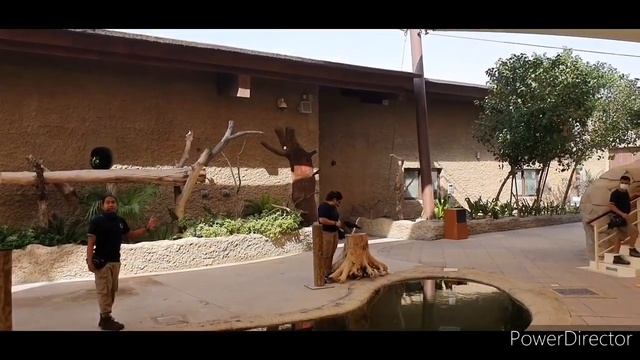 Dubai safari park adventure |dubai zoo смотреть онлайн