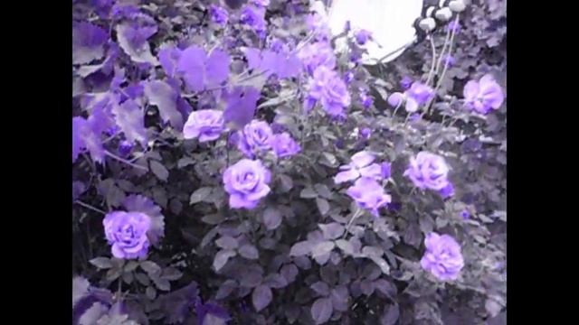 Цветы у Наталии Антоновной смотреть онлайн