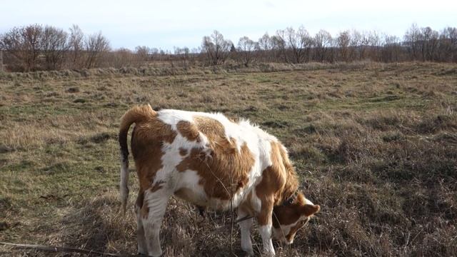Бычки на зцм 3 сезон : 7 и 8 месяцев смотреть онлайн