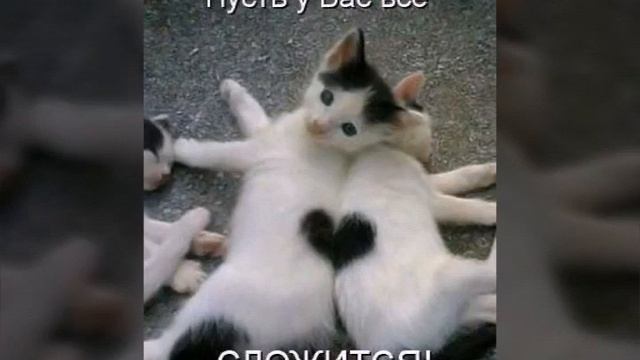 Каты смотреть онлайн