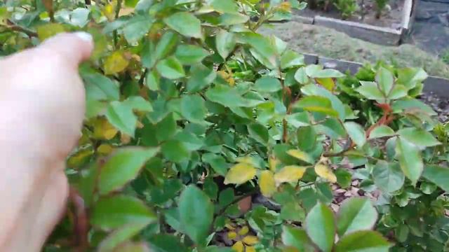 Краткий обзор сада и распаковка посылки из "Процветок". смотреть онлайн