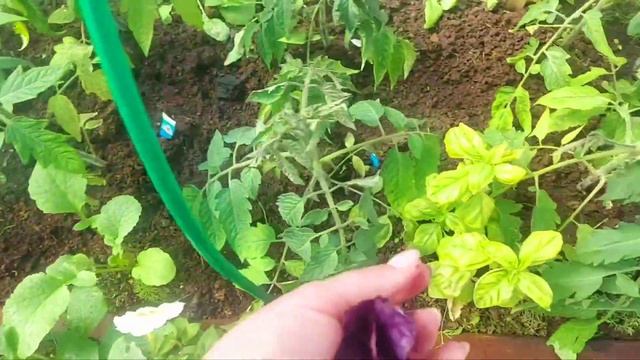 4 мая 2023г Обзор моих теплиц с посадками#томаты#рассада#ранний урожай#простая еда смотреть онлайн