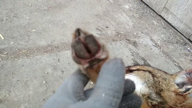 Добытый шакал смотреть онлайн