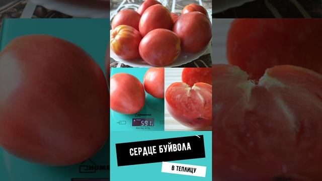 томаты // сердце буйвола смотреть онлайн