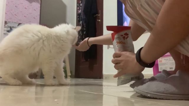 MY RAGDOLL-PERSIAN CAT HAVING SNACK||NIMBUS смотреть онлайн