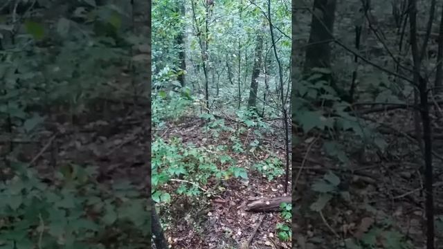 Опята. В лес по грибы. 2017. смотреть онлайн