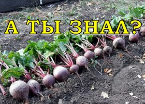 Как и когда убираем СВЕКЛУ? Обзор сортов