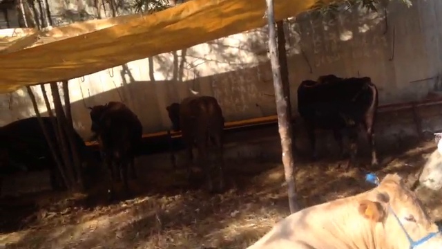 Племенной и товарный скот живым весом смотреть онлайн