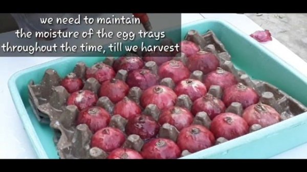 how to grow green onion | soil less green onion | growing green onions