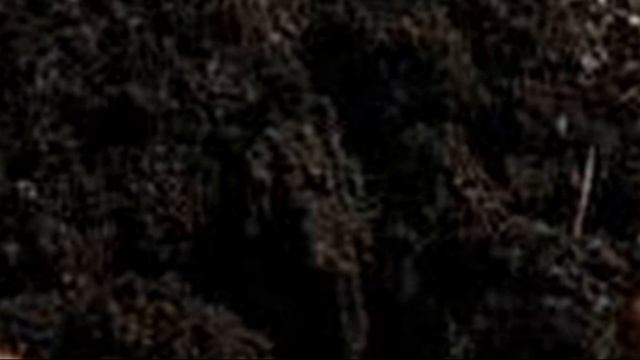 Посадка огурцов в 5 литровых бутылках смотреть онлайн