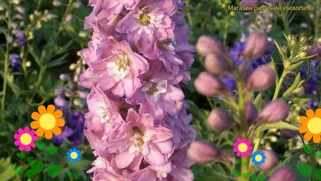 Ель итогибридный. Краткий обзор, описание delphinium мэджик фонтейн черри блоссом вайт би смотреть онлайн
