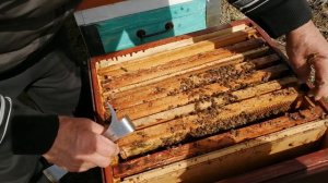 Первая зимовка пчёл породы Бакфаст.