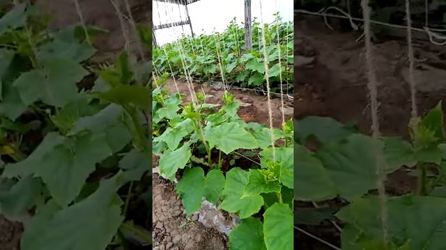 Огурцы теплица Как надо обрезать 11 05 2020 смотреть онлайн