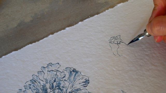 ASRM Drawing Eustoma Grandiflora: Sunday Bliss!