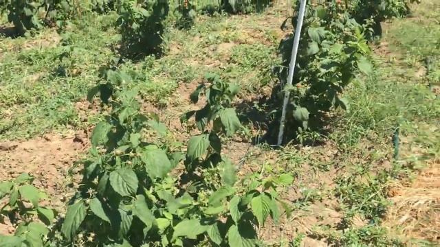 МАЛИНА В ПАРНИКЕ || Описание сорта. Сорт малины Полька смотреть онлайн