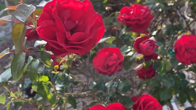 Dublin Bay смотреть онлайн