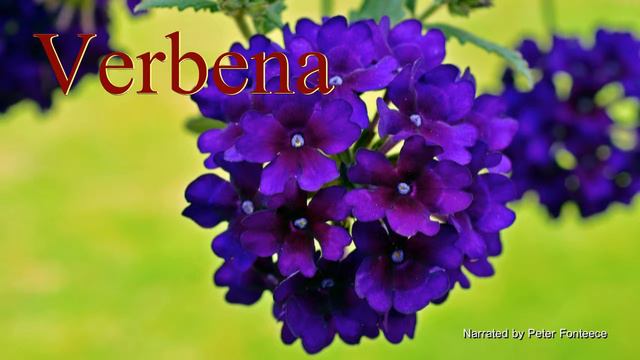 Verbena - Plants in Thirty смотреть онлайн