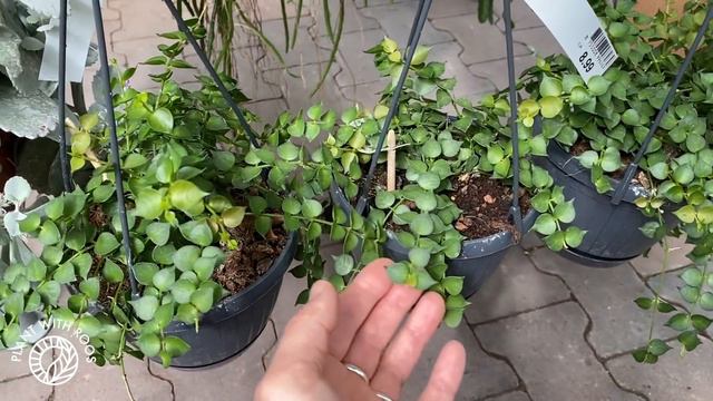 House Plant Tour and Haul from Global Garden | Plant with Roos смотреть онлайн