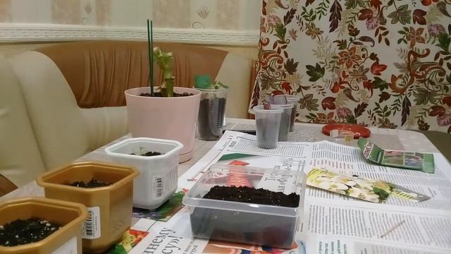 Результат посева семян кальцеолярий, бегоний и Бровалий. Размножение бегоний разными способами. смотреть онлайн