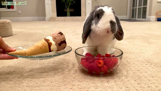 Do Rabbits Eat Junk Food? смотреть онлайн