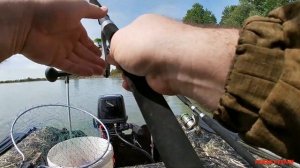 американский сом на реке кубань