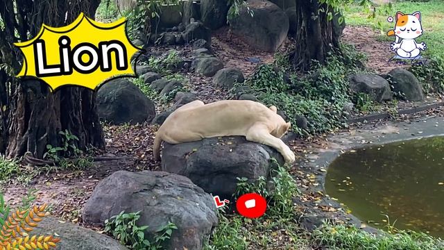 Relaxing Animal Moments: Soothing Sounds and Cute Animal Videos for a Happy and Calming Experience смотреть онлайн