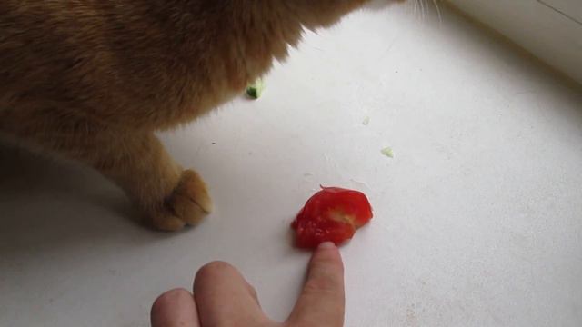 Соседский кот смотреть онлайн