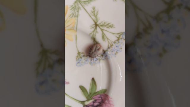 Клещ!!! смотреть онлайн