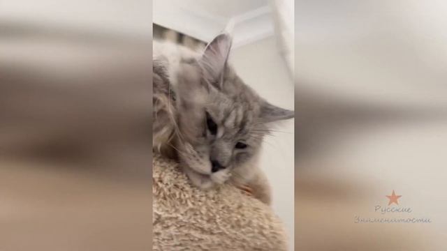 Кот Ксении Бородиной Цветан грустит! смотреть онлайн